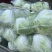 夏阳白菜，黄心菜，白菜，大白菜