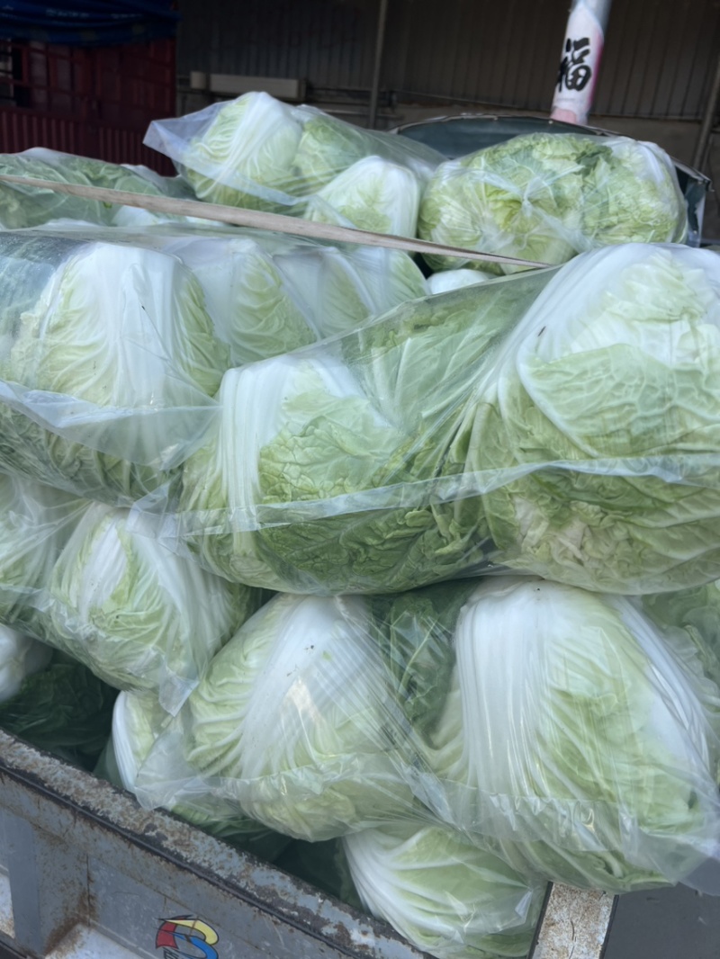 夏阳白菜，黄心菜，白菜，大白菜