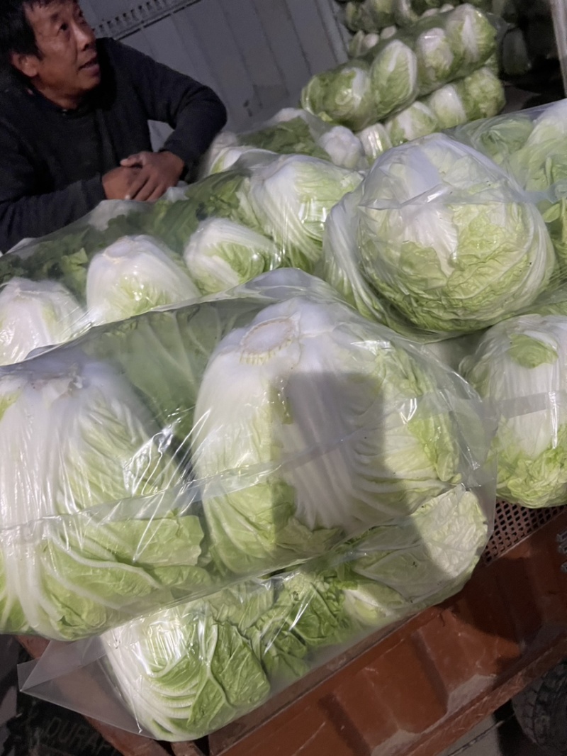 夏阳白菜，黄心菜，白菜，大白菜