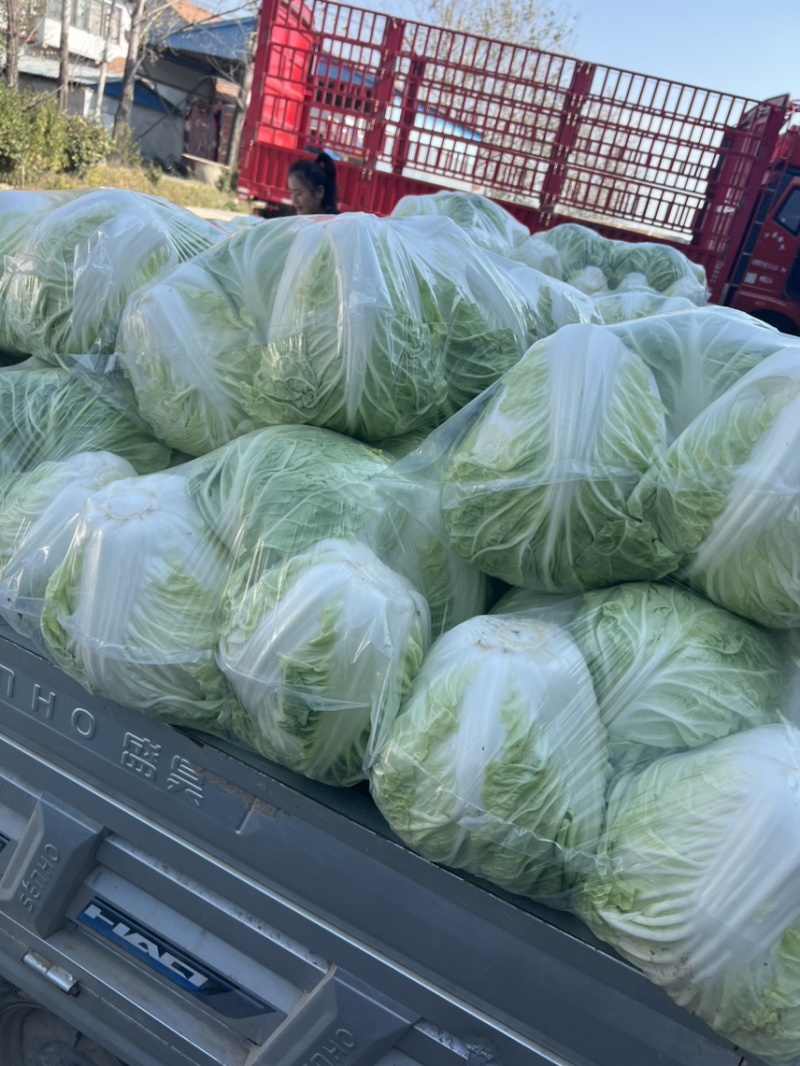 夏阳白菜，黄心菜，白菜，大白菜