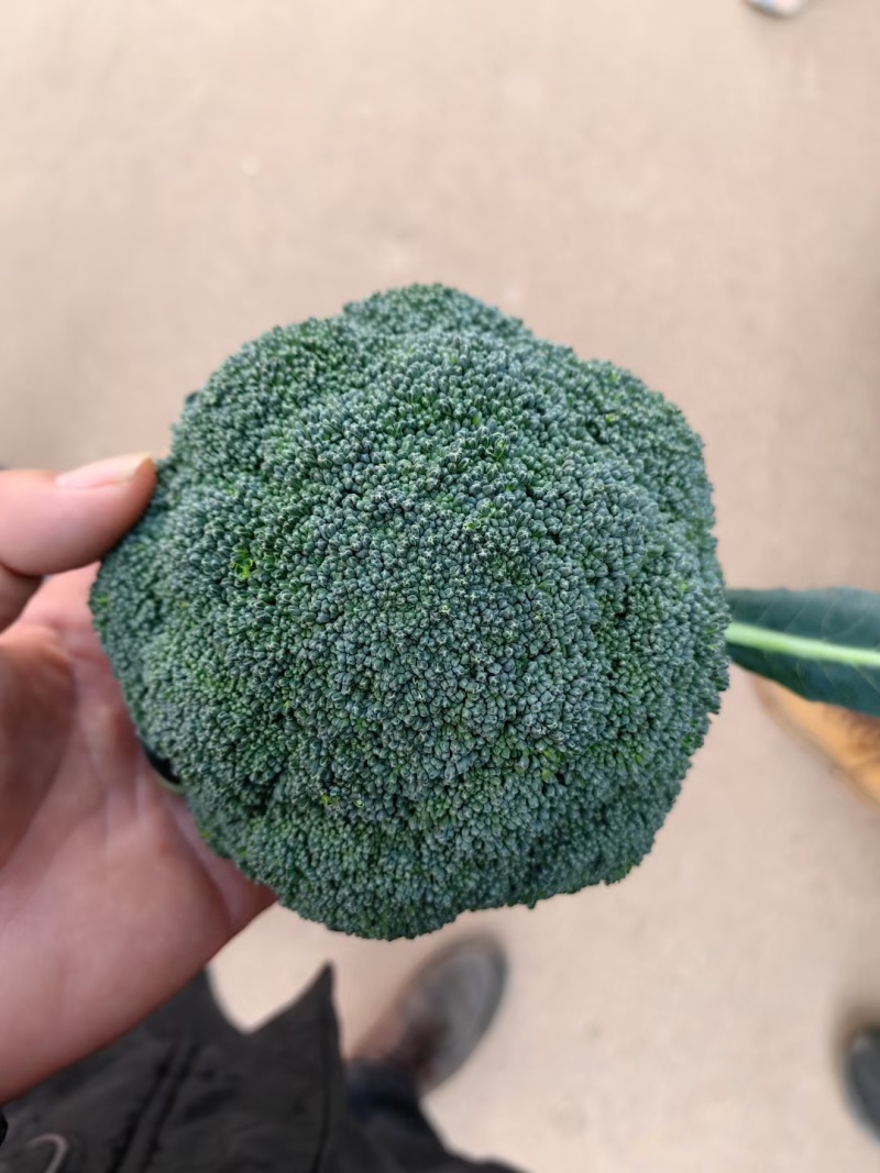 河北邯郸西兰花大量上市/品质好价格好/欢迎来电咨询