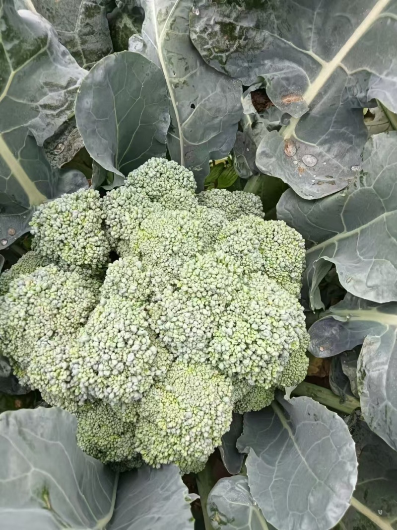 河北邯郸西兰花大量上市/品质好价格好/欢迎来电咨询
