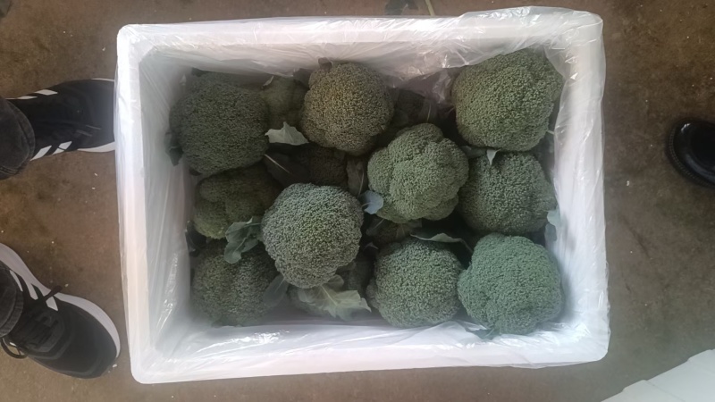 河北邯郸西兰花大量上市/品质好价格好/欢迎来电咨询