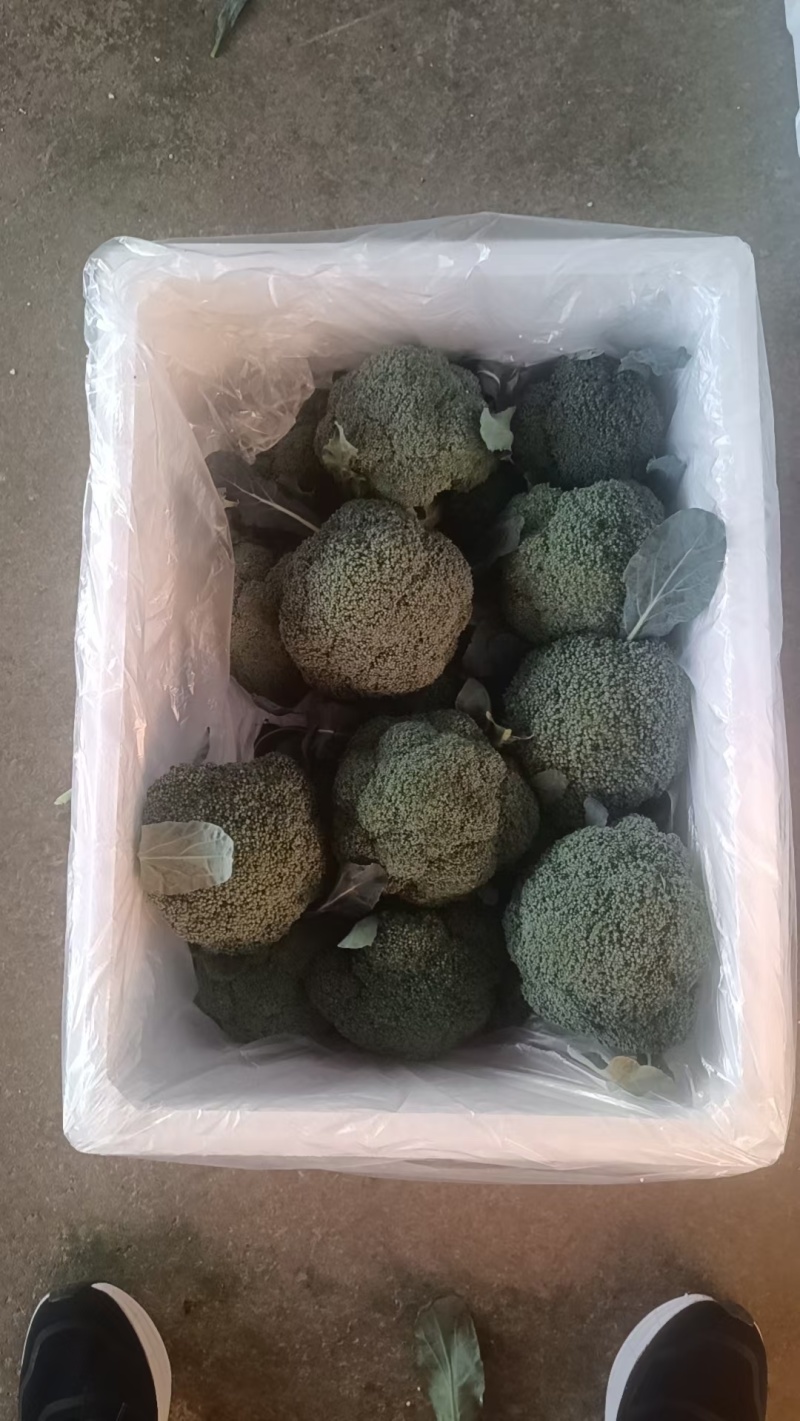 河北邯郸西兰花大量上市/品质好价格好/欢迎来电咨询