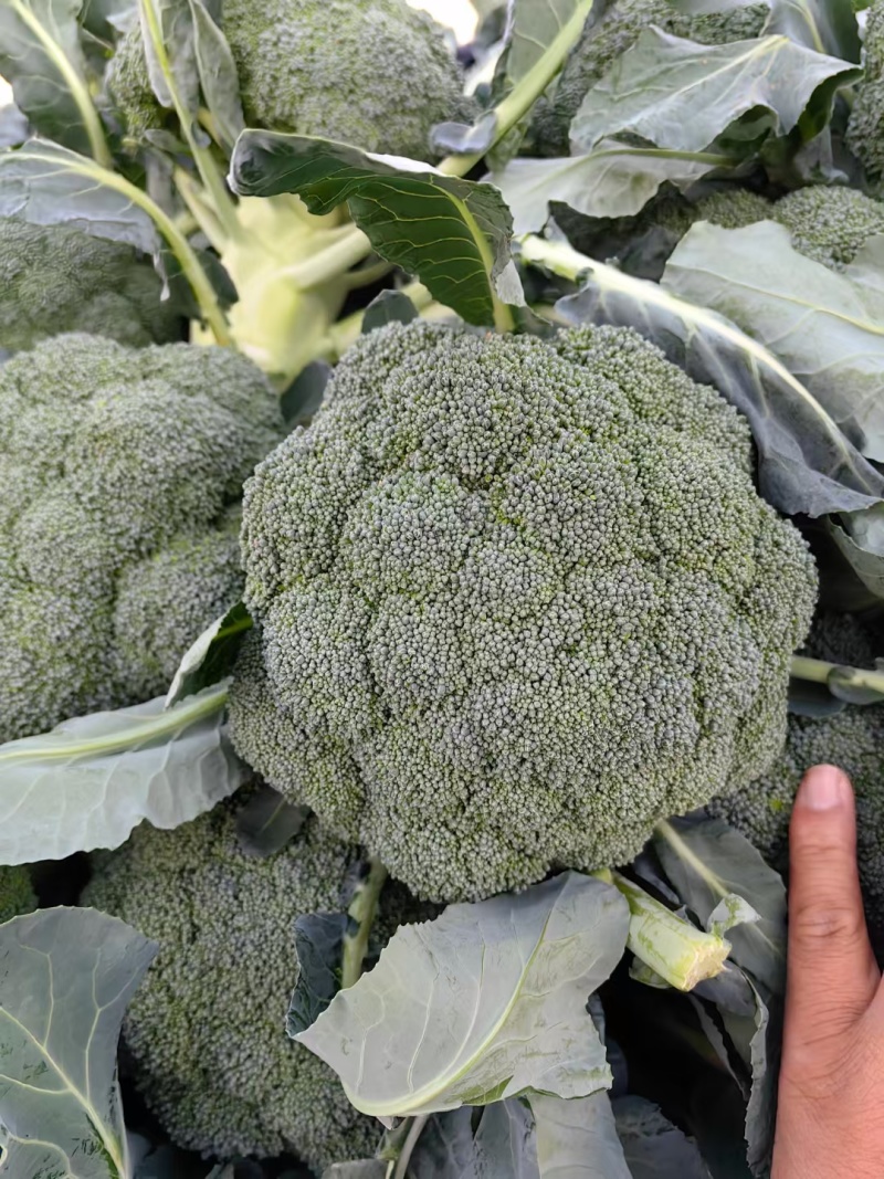河北邯郸西兰花大量上市/品质好价格好/欢迎来电咨询
