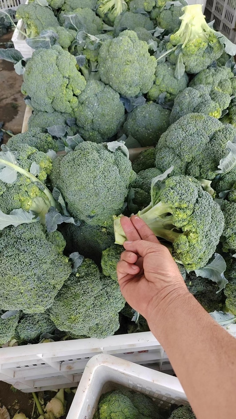 河北邯郸西兰花大量上市/品质好价格好/欢迎来电咨询