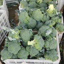 河北邯郸西兰花大量上市/品质好价格好/欢迎来电咨询