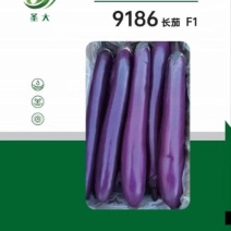 紫红长茄种子早春保护地夏秋露地均可栽培抗热抗病强抗高温