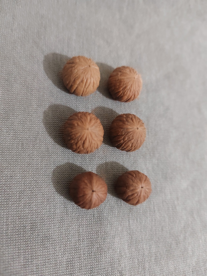 文玩手串小核桃，今年刚采收的新籽。基地直销，个个精品。