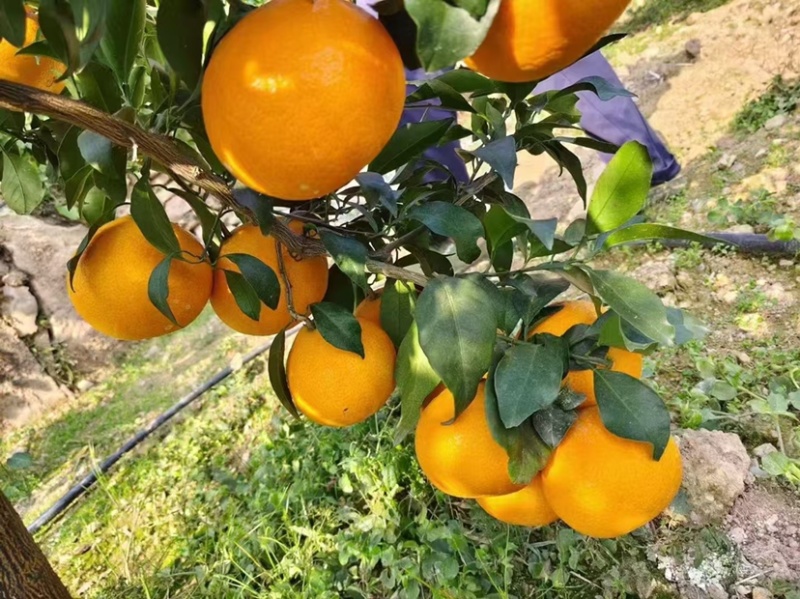 【牛商】纽荷尔脐橙全国发货量大价优欢迎老板联系