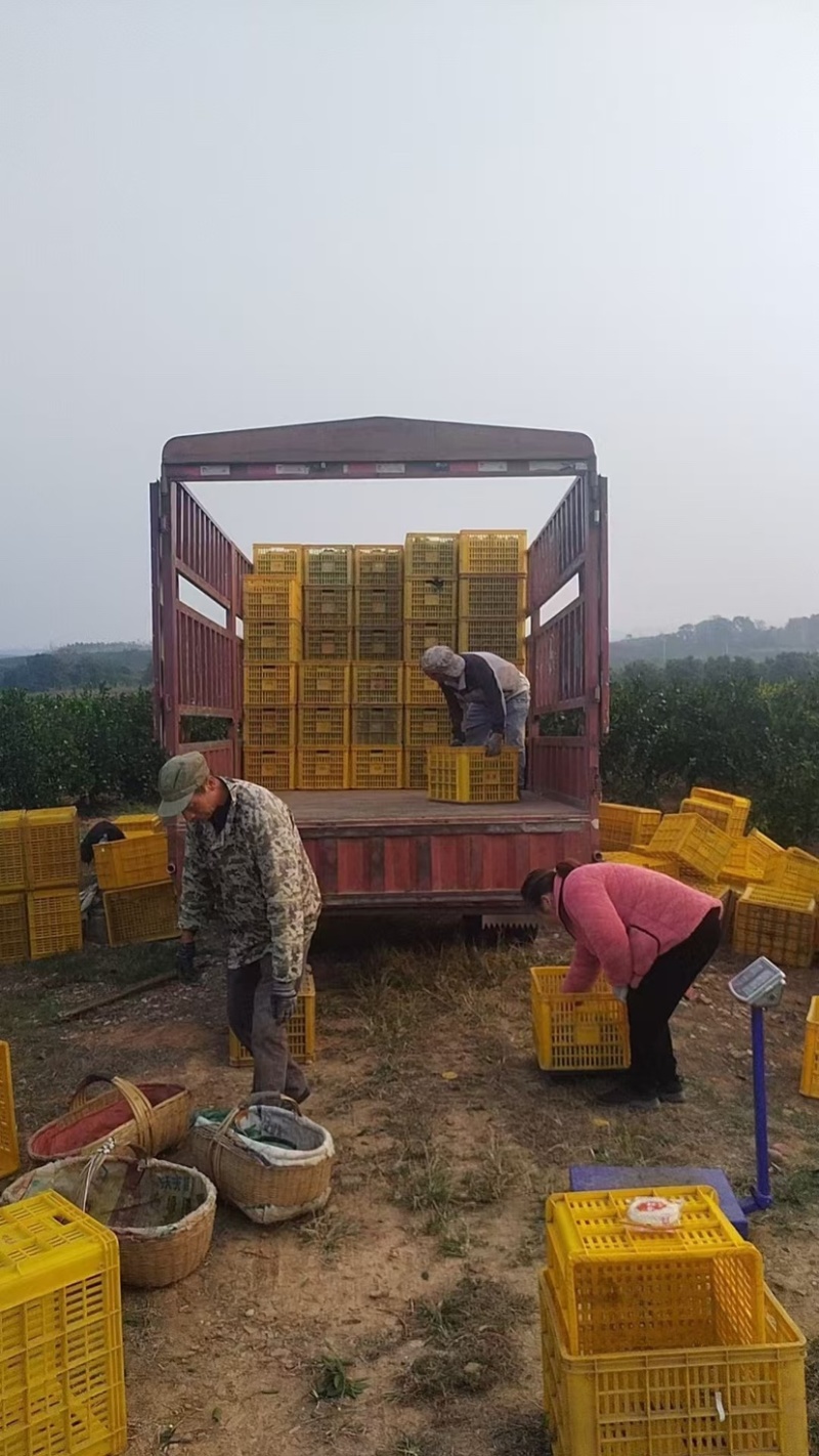 【牛商】纽荷尔脐橙全国发货量大价优欢迎老板联系