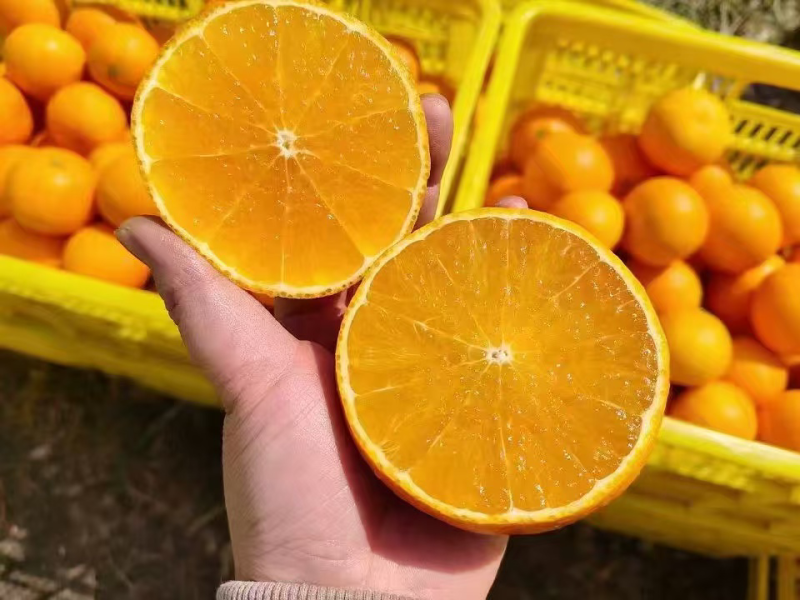 【牛商】纽荷尔脐橙全国发货量大价优欢迎老板联系
