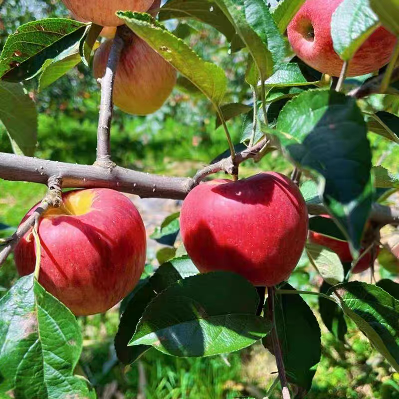 《苹果》樱桃小苹果/新果上市/自家种植/接电商/市场超市