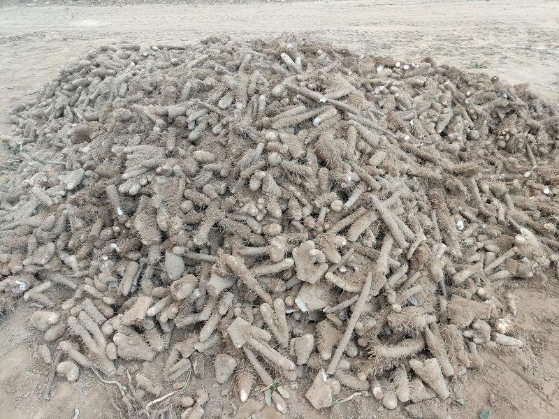 麻山药下脚料基地供应量大质优价格优惠支持视频看货