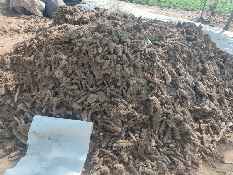 麻山药下脚料基地供应量大质优价格优惠支持视频看货