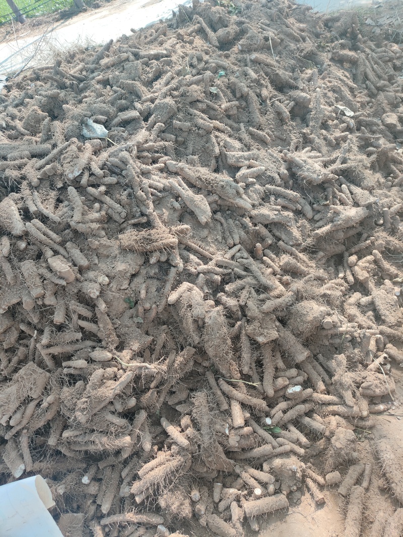 麻山药下脚料基地供应量大质优价格优惠支持视频看货