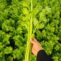 精品芹菜货源充足，一手货源品质保证/供超市批发市场