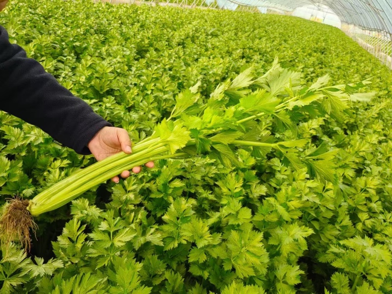 精品芹菜货源充足，一手货源品质保证/供超市批发市场