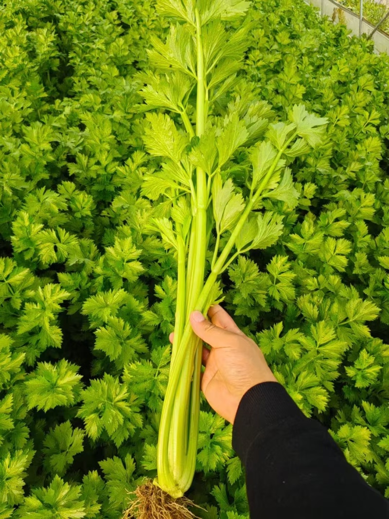 精品芹菜货源充足，一手货源品质保证/供超市批发市场