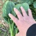 大叶菠菜