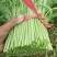 大叶菠菜