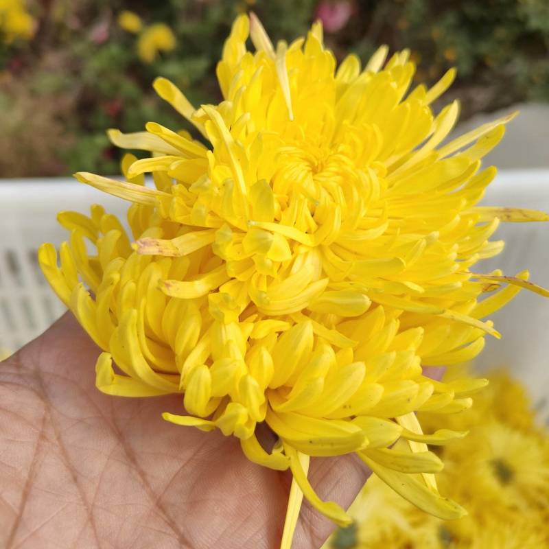金丝皇菊