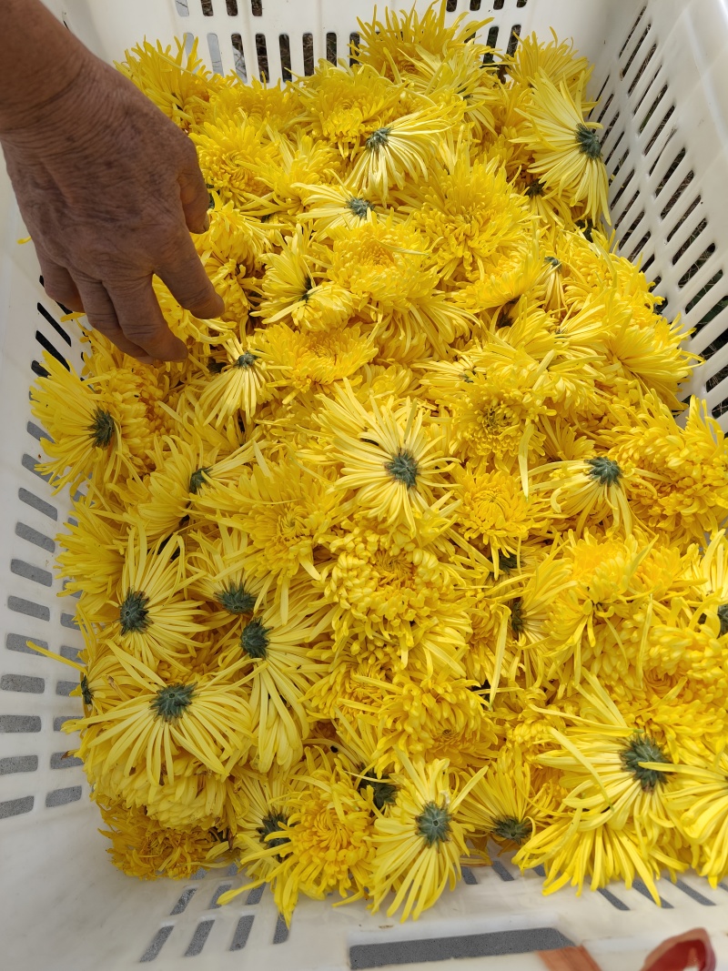 金丝皇菊