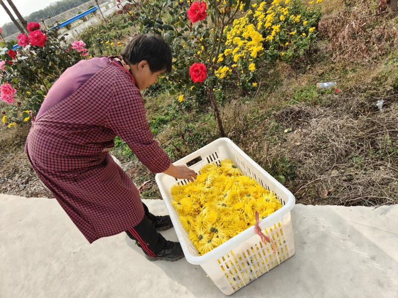 金丝皇菊
