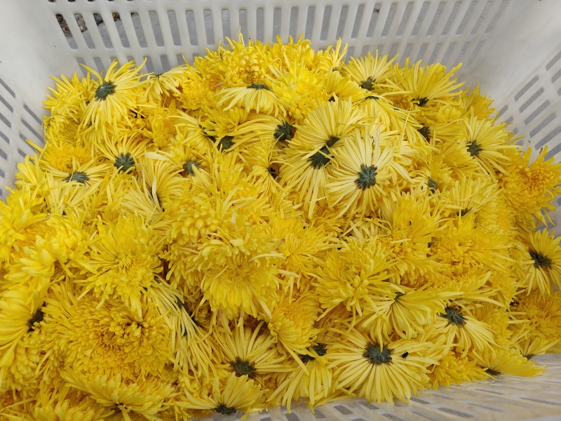 金丝皇菊