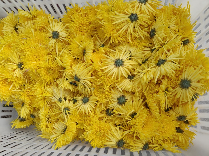 金丝皇菊