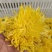金丝皇菊