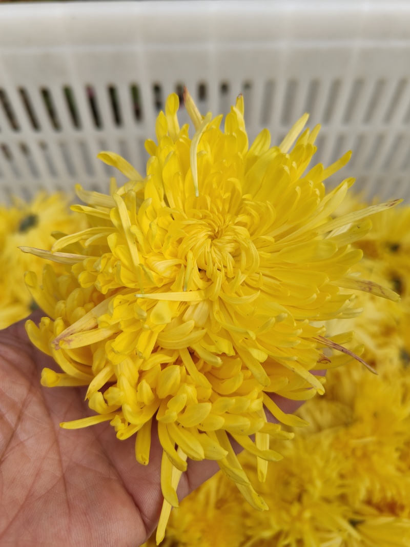金丝皇菊
