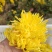 金丝皇菊