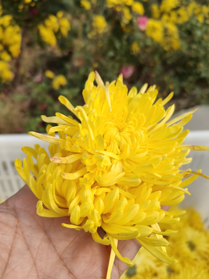 金丝皇菊