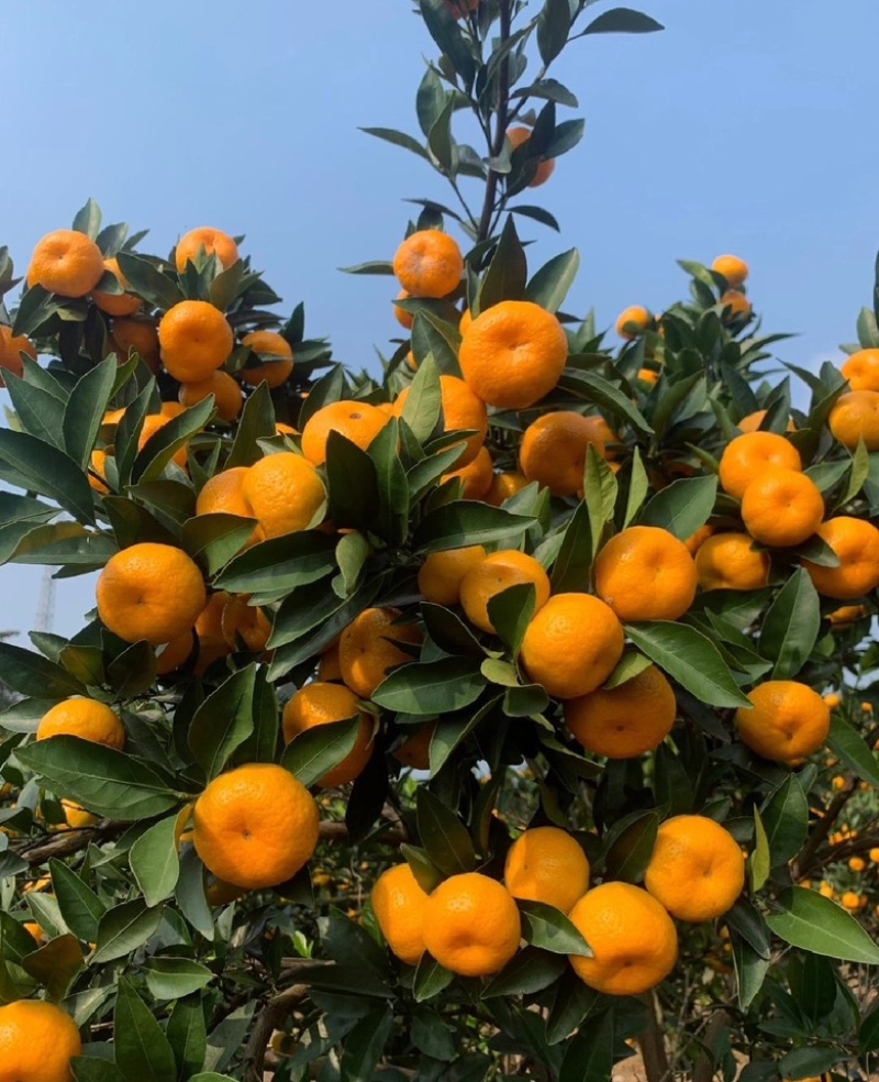 广西棉桔蜜广皮薄多汁色泽金黄芳香浓郁甜酸适口
