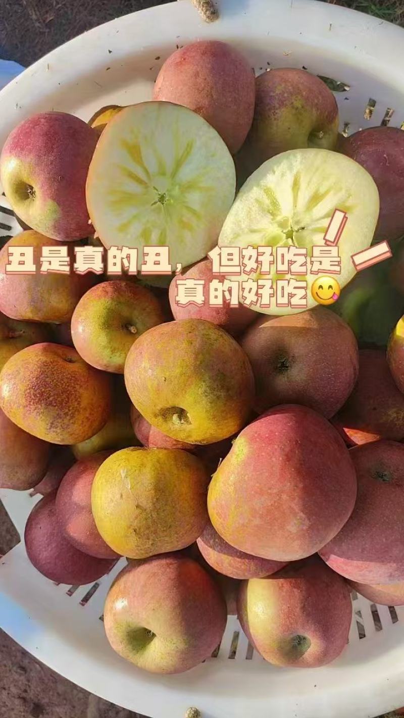 【十斤装】盐源县冰糖心苹果货源充足，果园现摘直发