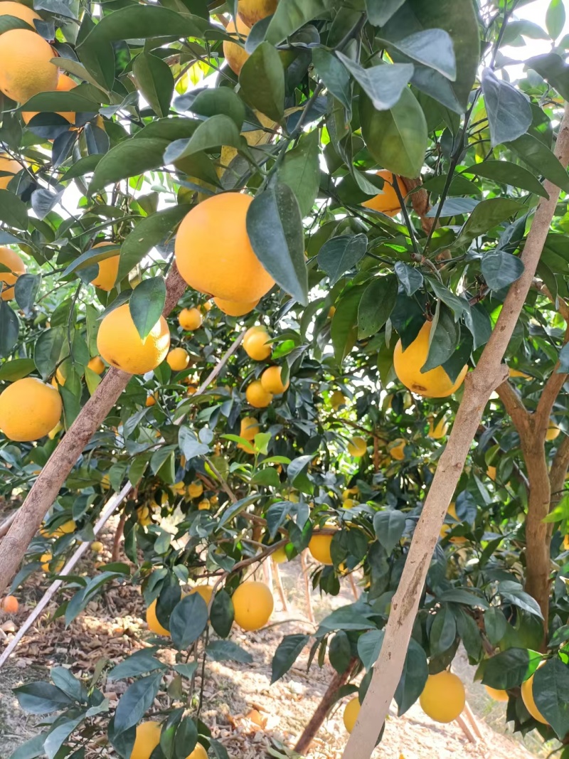 宗正赣南脐橙，量大从优，香甜可口，现摘现发，老少皆宜，