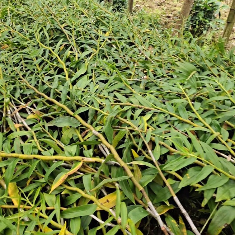 龙陵紫皮石斛鲜条，产地直销，胶质好，条子粗，欢迎选购