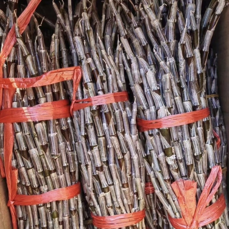 龙陵紫皮石斛鲜条，产地直销，胶质好，条子粗，欢迎选购