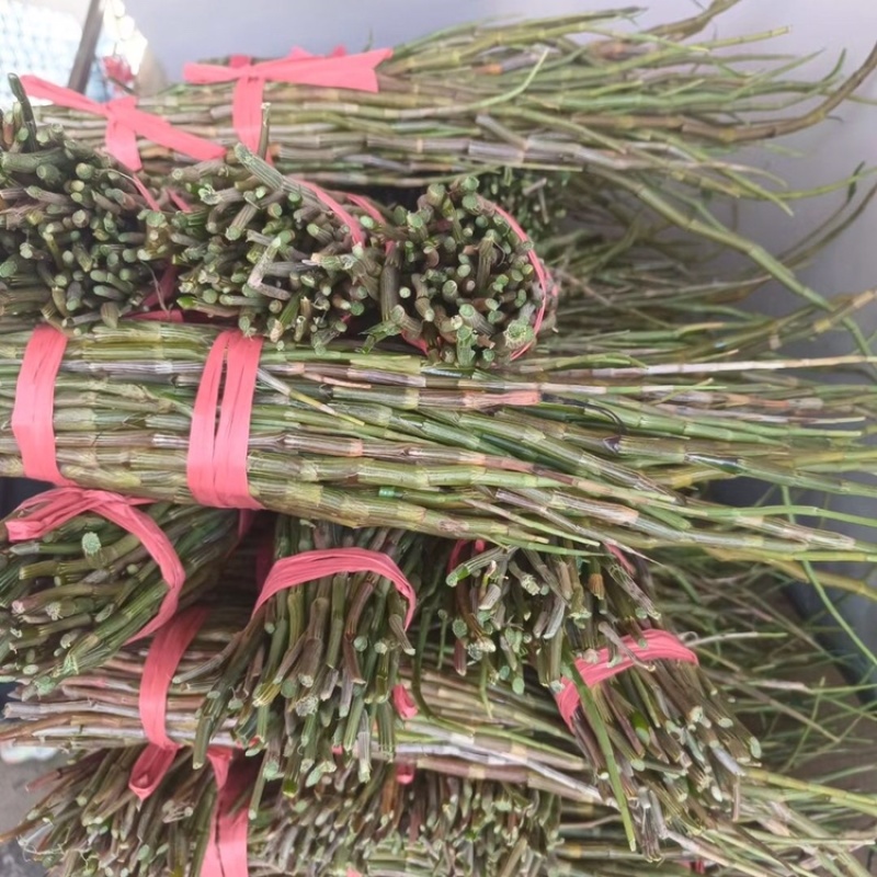 云南紫皮新鲜剪石斛基地直发品质保证欢迎选购