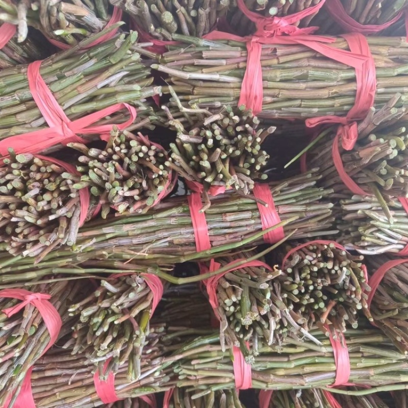 云南紫皮新鲜剪石斛基地直发品质保证欢迎选购