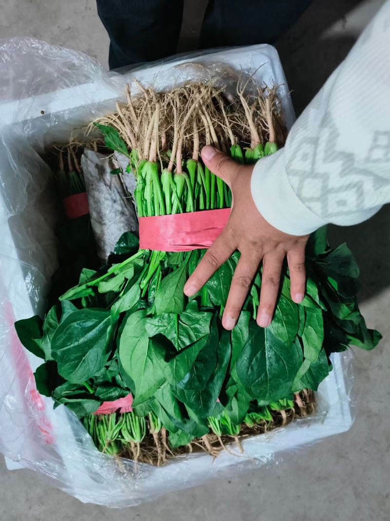 精品菠菜货源充足/大量供应各大市场批发市场超市/价格公道