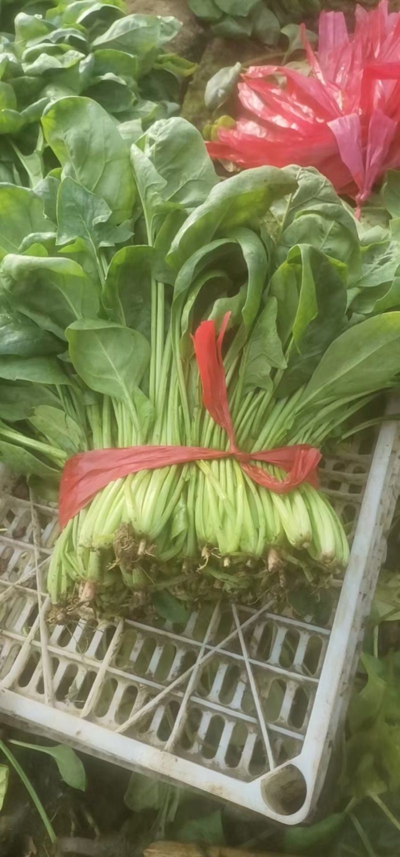 精品菠菜货源充足/大量供应各大市场批发市场超市/价格公道