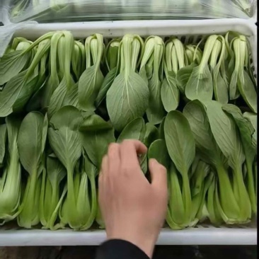 江苏南通青菜现挖现发视频看货对接商超市场电商社区团购