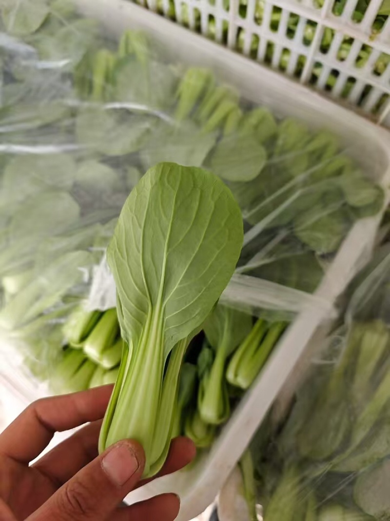 江苏南通青菜现挖现发视频看货对接商超市场电商社区团购