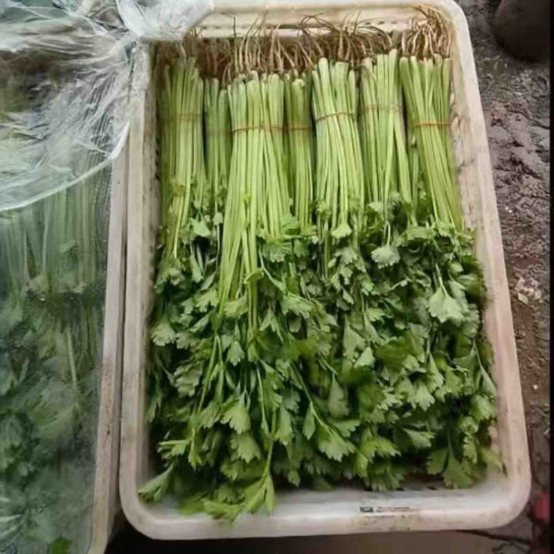 江苏南通芹菜新鲜上市视频看货对接商超市场电商社区团购