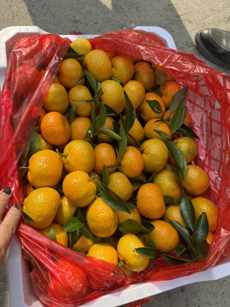 南丰蜜橘口感好精品小叶橘可视频看货量大从优