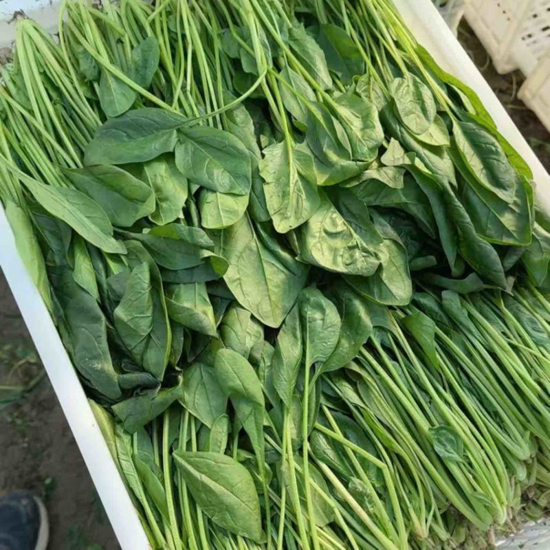 江苏南通菠菜基地直发视频看货对接商超市场电商