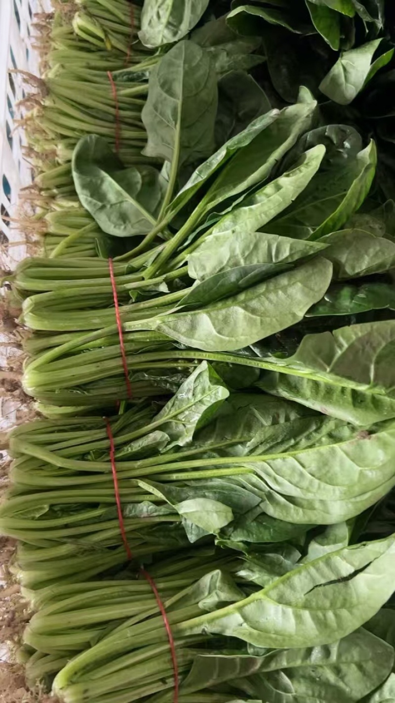 江苏南通菠菜基地直发视频看货对接商超市场电商