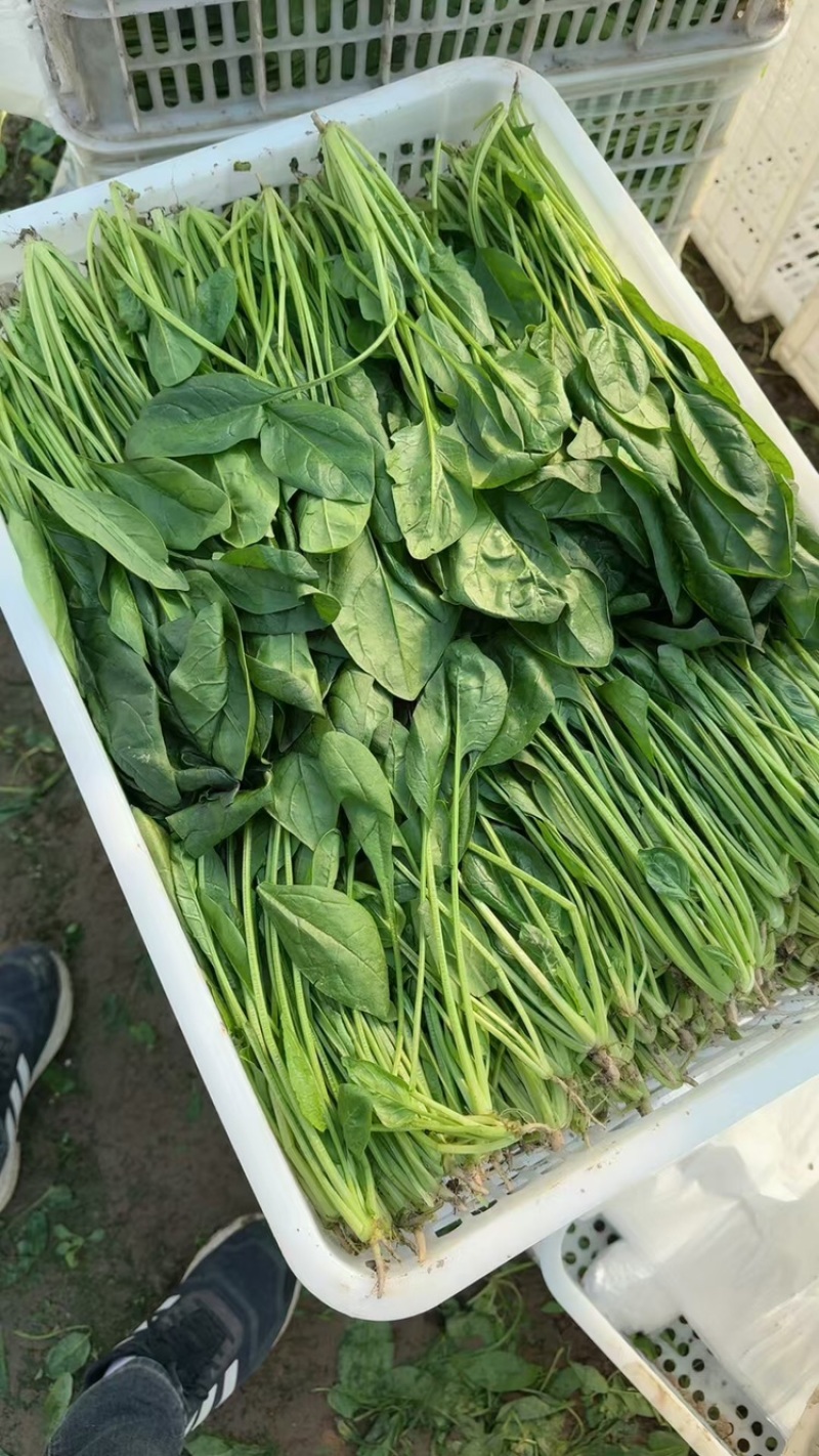江苏南通菠菜基地直发视频看货对接商超市场电商